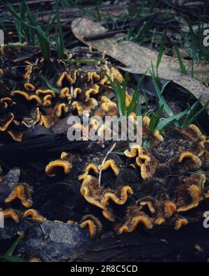 Eine Nahaufnahme von Stereum hirsutum, haarige Gardinenkruste Pilze in einer Waldlandschaft. Stockfoto