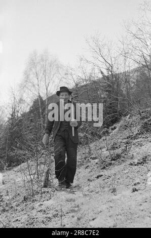 Derzeit 4-1947: Sollten Menschen in Norwegen leben [Bild 0007]die Mitarbeiter von Aktuell besuchen einen Bergbetrieb in Loen in Nordfjord. Die Farm heißt Oppheim, sie ist nicht so hoch im Vergleich zu vielen anderen Farmen in Norwegen, nur 300 Meter über dem Meeresspiegel. Aber von Opheim aus können Sie direkt hinunter in den Fjord sehen, der zwischen hohen, zerklüfteten, schneebedeckten Bergen steckt, sodass die 300 Meter einen geraden Aufstieg darstellen. Die Farm wurde seit Hunderten von Jahren von Generation zu Generation weitergegeben. Das älteste Haus auf dem Bauernhof signiert sich selbst im 16. Jahrhundert, und zu dieser Zeit war Oppheim eines von Nordfjord' Stockfoto