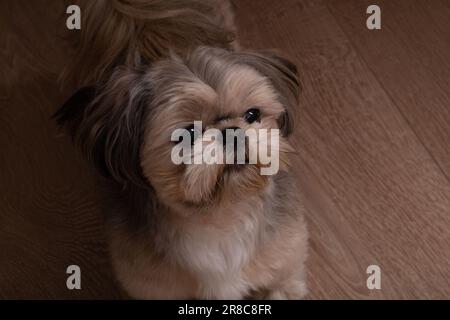 Foto einer kleinen Rasse Shih Tzu, die aus der Nähe blickt, Draufsicht Stockfoto