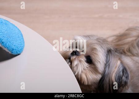 Foto einer kleinen Rasse von Shih Tzu, der aufblickt und in Nahaufnahme neben dem Tisch sitzt Stockfoto