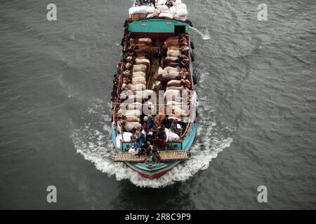 Viele Kühe kommen aus verschiedenen Bezirken von Bangladesch nach Dhaka Stadt mit dem Boot vor Eid-al Adha, Dieses Fest der muslimischen Menschen opfern Kühe und Stockfoto