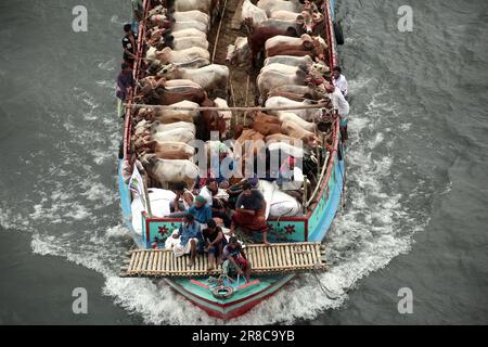 Viele Kühe kommen aus verschiedenen Bezirken von Bangladesch nach Dhaka Stadt mit dem Boot vor Eid-al Adha, Dieses Fest der muslimischen Menschen opfern Kühe und Stockfoto