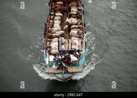 Viele Kühe kommen aus verschiedenen Bezirken von Bangladesch nach Dhaka Stadt mit dem Boot vor Eid-al Adha, Dieses Fest der muslimischen Menschen opfern Kühe und Stockfoto