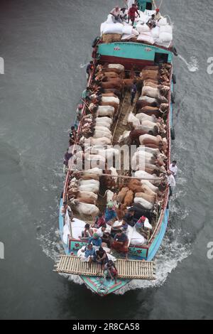 Viele Kühe kommen aus verschiedenen Bezirken von Bangladesch nach Dhaka Stadt mit dem Boot vor Eid-al Adha, Dieses Fest der muslimischen Menschen opfern Kühe und Stockfoto