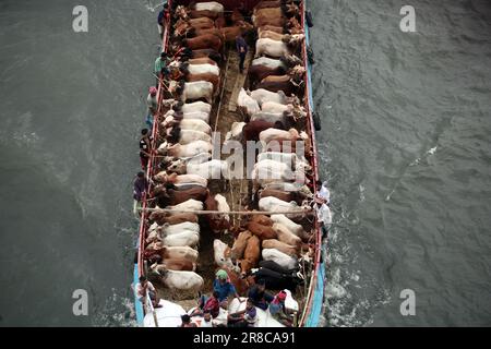 Viele Kühe kommen aus verschiedenen Bezirken von Bangladesch nach Dhaka Stadt mit dem Boot vor Eid-al Adha, Dieses Fest der muslimischen Menschen opfern Kühe und Stockfoto