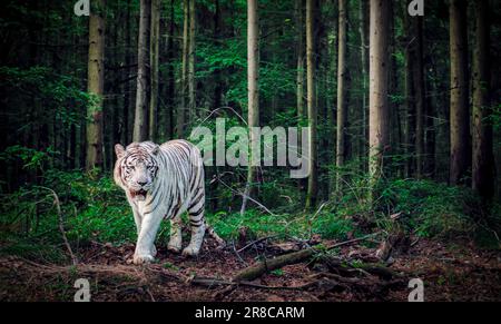 Starker weißer Tiger, der im Wald läuft Stockfoto