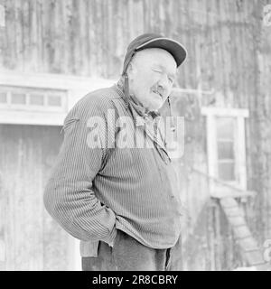 Derzeit 18.-7.-1960: Strømbu-Kara sechs alte Junggesellen betreiben eine Pension in Sollia und machen es so gemütlich für die Gäste, dass sie zwanzig Jahre in Folge wiederkommen. Foto: Aage Storløkken / Aktuell / NTB ***FOTO NICHT VERARBEITET*** Stockfoto