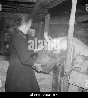 Derzeit 4-1947: Sollten Menschen in Norwegen leben [Bild 0007]die Mitarbeiter von Aktuell besuchen einen Bergbetrieb in Loen in Nordfjord. Die Farm heißt Oppheim, sie ist nicht so hoch im Vergleich zu vielen anderen Farmen in Norwegen, nur 300 Meter über dem Meeresspiegel. Aber von Opheim aus können Sie direkt hinunter in den Fjord sehen, der zwischen hohen, zerklüfteten, schneebedeckten Bergen steckt, sodass die 300 Meter einen geraden Aufstieg darstellen. Die Farm wurde seit Hunderten von Jahren von Generation zu Generation weitergegeben. Das älteste Haus auf dem Bauernhof signiert sich selbst im 16. Jahrhundert, und zu dieser Zeit war Oppheim eines von Nordfjords C. Stockfoto