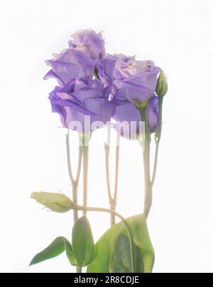 Eine wunderschöne Anordnung von hohen, blassvioletten Lisianthus-Blumen und -Stängeln Stockfoto