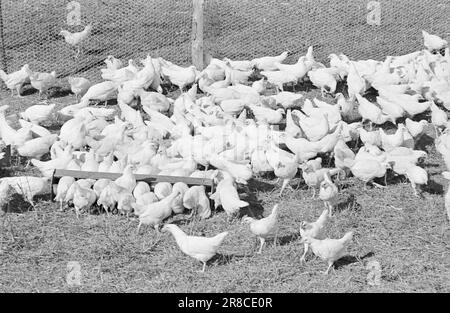 Aktuelle 15-1949: Von der Ei-Rationierung zur Ei-Abundanz Foto; Sverre A. Børretzen / Aktuell / NTB ***FOTO NICHT VERARBEITETE BILDER*** Stockfoto