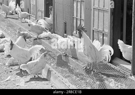 Aktuelle 15-1949: Von der Ei-Rationierung zur Ei-Abundanz Foto; Sverre A. Børretzen / Aktuell / NTB ***FOTO NICHT VERARBEITETE BILDER*** Stockfoto