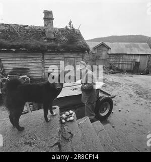 Tatsächlich 47-5-1960: Nein zur Parteipeitsche Was ist eigentlich in Åmli, der Gemeinde Aust-Agder, passiert, wo sowohl der Bürgermeister als auch der stellvertretende Bürgermeister ausgeschlossen wurden? Der Zentralrat der Labour Party hob den Ausschluss auf und lehnte die Parteipeitsche ab. Foto: Aktuell/NTB ***FOTO NICHT VERARBEITET*** Stockfoto