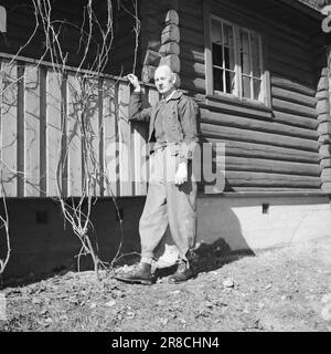 Tatsächlich 9-1-1947: Einar Gerhardsen unterhielt sich am 10. Mai informell mit Premierminister Einar Gerhardsen, der am 50. Mai wird, und in diesem Fall hat "Aktuell" ihn in seinem Versteck, dem Cottage "Kristi Rolighet" in Bærum, gesucht. Redakteur per Bratland beschreibt das Leben dort draußen in Text und Bildern. In einem Gespräch mit dem Jubiläum werden die größten politischen Probleme angesprochen. Die Veranda ist mit Wildwein dekoriert, und es ist die Aufgabe des Premierministers, dafür zu sorgen, dass sie gedeiht. Seit er recht jung war, fühlte er sich mit der Natur vertraut und stand unter dem Druck Stockfoto