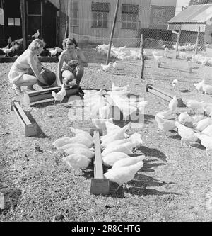 Aktuelle 15-1949: Von der Ei-Rationierung zur Ei-Abundanz Foto; Sverre A. Børretzen / Aktuell / NTB ***FOTO NICHT VERARBEITETE BILDER*** Stockfoto