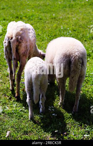 Schafe und Ziegen grasen an sonnigen Sommertagen auf einer grünen Wiese im Hochland. Schaf- und Ziegenherde, die auf einer Wiese auf grünem Gras weidet Stockfoto
