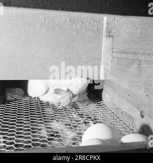 Aktuell 18-3-1960: Das Osterhühnchen Weiße Eier werden zu goldenen Flausen. In einem modernen Hühnerstall ist das Liebesleben wie alles andere vollautomatisch. Hier findet die Paarung nach Zeitplan statt, sozusagen, und die Geschlechter werden auf der Grundlage mathematischer Berechnungen verteilt, mit dem Ziel, den größtmöglichen Gewinn zu erzielen. Geburten, Fütterung, Bewässerung und Wischen werden auf einem Förderband durchgeführt. Foto: Aage Storløkken / Aktuell / NTB ***FOTO NICHT VERARBEITET*** Stockfoto