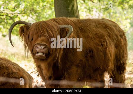 Scottish Highlander zieht in Mookerheide, Limburg, Niederlande, die Aufmerksamkeit auf sich. Ausdrucksstark, das ihm die Zunge herausragt Stockfoto