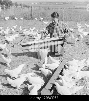 Aktuelle 15-1949: Von der Ei-Rationierung zur Ei-Abundanz Foto; Sverre A. Børretzen / Aktuell / NTB ***FOTO NICHT VERARBEITETE BILDER*** Stockfoto