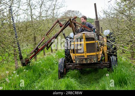 Pitney.Somerset.United Kingdom.Mai 8. 2023.Ein 1957 Fordson Major mit einer antiken Heckenschere wird verwendet, um den Apfelbaum mechanisch in einem modifizierten Stockfoto