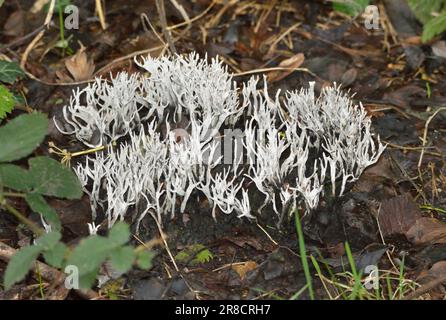 Ein großer Fleck Candlesnuff-Pilze, der im Wald wächst. Bergisches Land, Nordrhein - Westfalen, Deutschland. Stockfoto