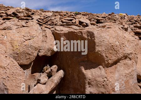 Beobachten Sie eine Viscacha in einer Felsformation entlang der malerischen Lagunenroute durch die abgelegene Fauna Andina Eduardo Avaroa National Reserve in Bolivien Stockfoto