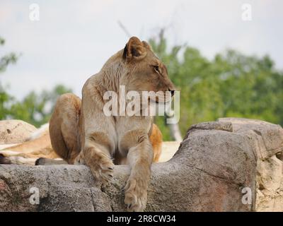 Ein majestätischer Löwe, der sich auf einer felsigen Oberfläche in seinem Gehäuse ruht, mit gefalteten Pfoten davor Stockfoto