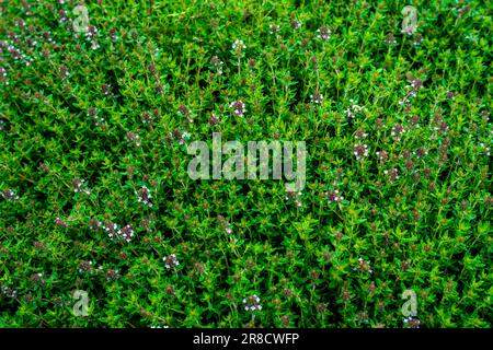 Thymus serpyllum, bekannt als Breckland-Thymian, Breckland-Wildthymian, Wildthymian, Kriechthymian oder Elfthymian, Ist eine Art des Flusses Stockfoto