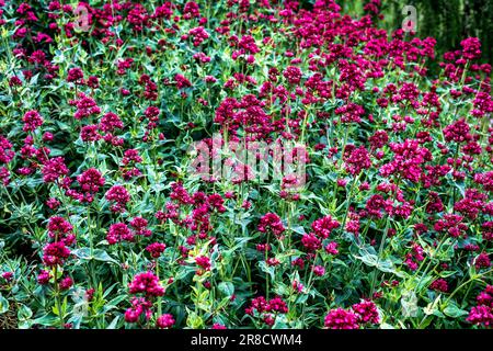 Centranthus ruber, der rote Baldrian, Sporenbaldrian, Küsschen-mich-schnell, Fuchsbürste, Teufelsbart oder Jupiterbart ist eine beliebte Gartenpflanze Stockfoto