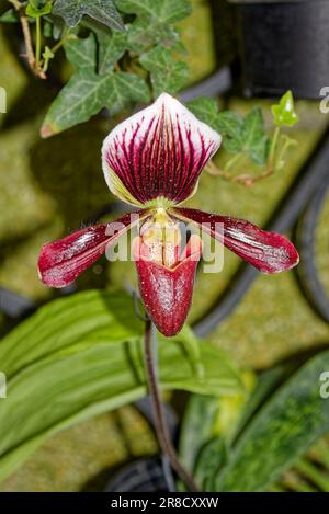 Orchidee, kastanienbraun mit weißer Nahaufnahme, grüne Blätter, Kulturblume, Haare an den Kanten, 4 Blütenblätter Stockfoto