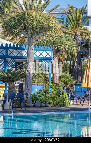 Puerto del Carmen, Spanien - 30. November 2022: Poollandschaft mit tropischen Pflanzen der Kanarischen Inseln im Badeort Playa de Stockfoto