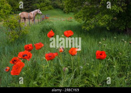 Roter Mohn auf einer Bergwiese mit einem Pferd im fernen Hintergrund. Stockfoto