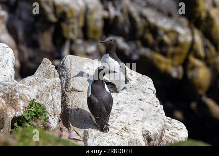 Zwei Guillemot-Seevögel „Uria Aalge“ stehen auf Felsen mit steilen Klippen im Hintergrund. Saltee Islands, Wexford, Irland Stockfoto