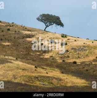 Alte Korkeiche auf einem Hügel in Alentejo, Portugal Stockfoto