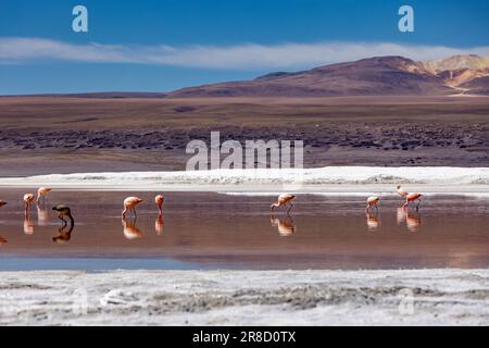 Lagunenroute: Flamingos in der farbenfrohen Laguna Colorada in der abgelegenen Fauna Andina Eduardo Avaroa National Reserve im bolivianischen Altiplano Stockfoto