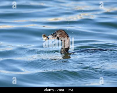 Kormoran, Phalacrocorax Carbo auf einem Meer, der versucht, einen Fisch zu schlucken, zu essen, kleiner schwarzer Kormoran mit grünen Augen. Viel kleiner als der große Kormorant, A Stockfoto