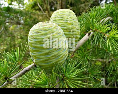 Grüne Zapfen der Himalaya-Zeder (Cedrus deodara), Natur des Himalaya. Stockfoto