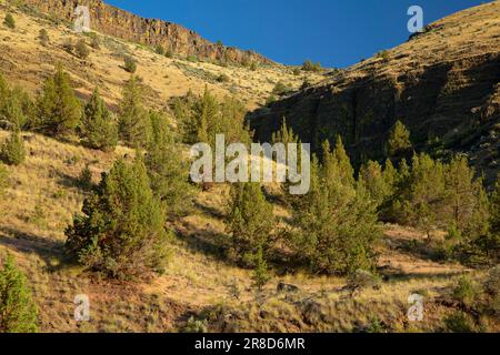 Juniper Grassland Slope vom Trout Creek Trail, Deschutes Wild and Scenic River, Prineville District Bureau of Land Management, Oregon Stockfoto