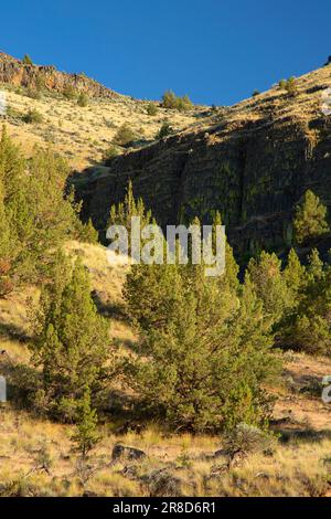 Juniper Grassland Slope vom Trout Creek Trail, Deschutes Wild and Scenic River, Prineville District Bureau of Land Management, Oregon Stockfoto