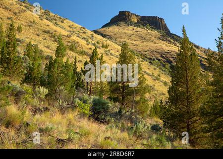 Juniper Grassland Slope vom Trout Creek Trail, Deschutes Wild and Scenic River, Prineville District Bureau of Land Management, Oregon Stockfoto