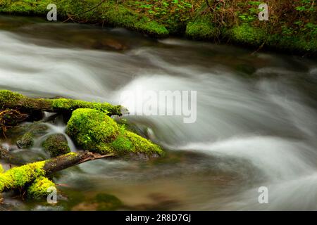 Club Moos am Little Zigzag Falls Trail, Mt Hood National Forest, Oregon Stockfoto