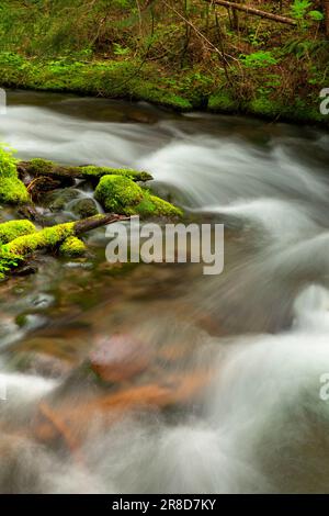 Club Moos am Little Zigzag Falls Trail, Mt Hood National Forest, Oregon Stockfoto