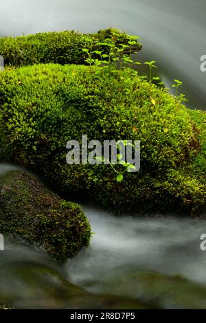 Club Moos am Little Zigzag Falls Trail, Mt Hood National Forest, Oregon Stockfoto