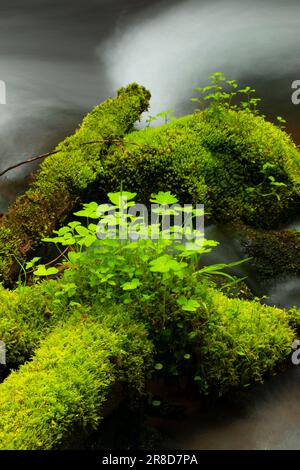 Club Moss und Oxalis am Little Zigzag Falls Trail, Mt Hood National Forest, Oregon Stockfoto