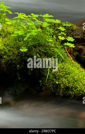 Club Moss und Oxalis am Little Zigzag Falls Trail, Mt Hood National Forest, Oregon Stockfoto