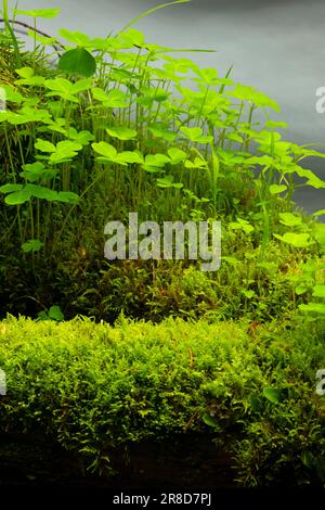 Club Moss und Oxalis am Little Zigzag Falls Trail, Mt Hood National Forest, Oregon Stockfoto