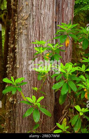 Westliche Red Cedar (Thuja plicata) Rinde mit pazifischem Rhododendron (Rhododendron macrophyllum) entlang des Lost Creek Nature Trail, Mt Hood National Forest, O Stockfoto