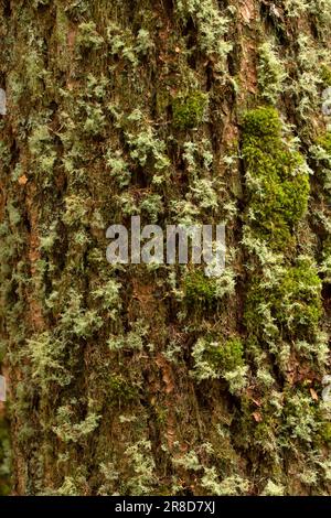 Douglas Tannenrinde am Lost Creek Nature Trail, Mt Hood National Forest, Oregon Stockfoto