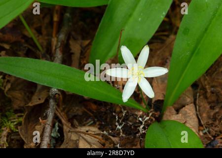 Bride's Bonnet (Clintonia uniflora) am Lost Creek Nature Trail, Mt Hood National Forest, Oregon Stockfoto