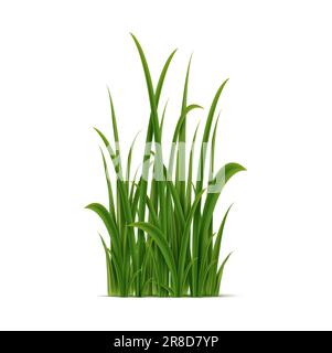 Realistische grüne Grasgruppe, isolierte Vektorpflanze mit schlanken Blättern, die den Boden, den Boden, die Wiese, den Rasen, die Gärten und Parks im Frühling und Sommer bedecken Stock Vektor
