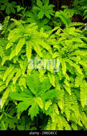 Arktischer süßer Coltsfoot (Petasites frigidus) mit fünf-Finger-Farn (Adiantum aleuticum), Mt Hood National Forest, Oregon Stockfoto